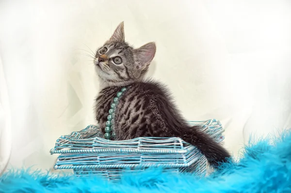 Τιγρέ γατάκι με μπλέ χάντρες — Φωτογραφία Αρχείου