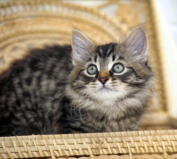 Gatinho no cesto — Fotografia de Stock