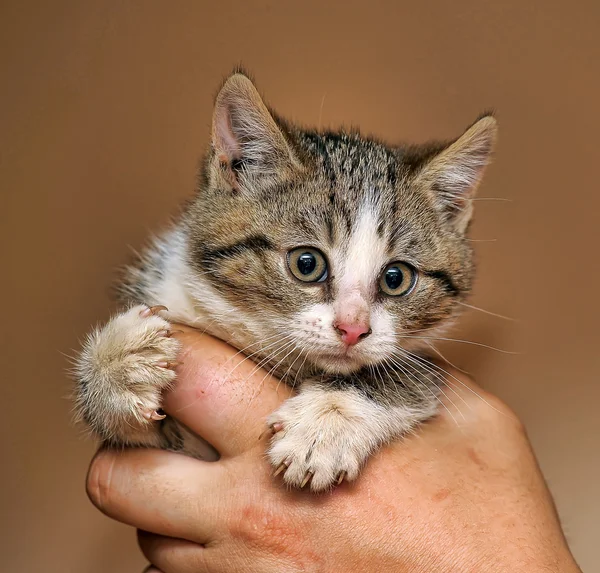 Striped kitten — Stock Photo, Image