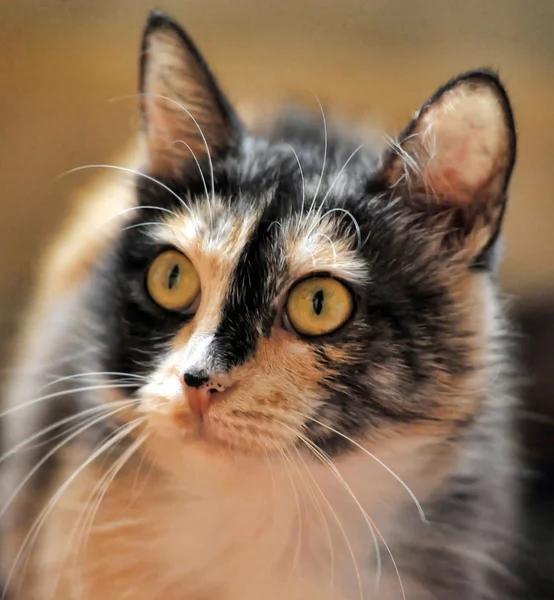 Kucing tiga warna — Stok Foto