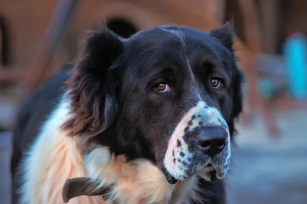 Siyah-beyaz alabai köpek — Stok fotoğraf