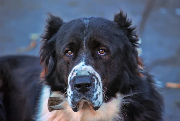 Cane alabai bianco e nero — Foto Stock