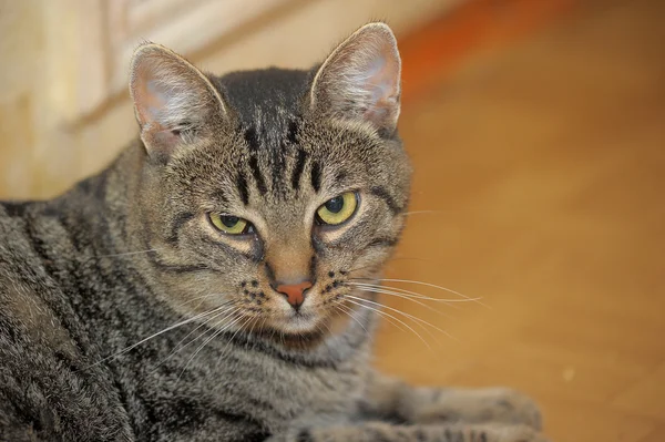 Retrato de gato Tabby — Fotografia de Stock