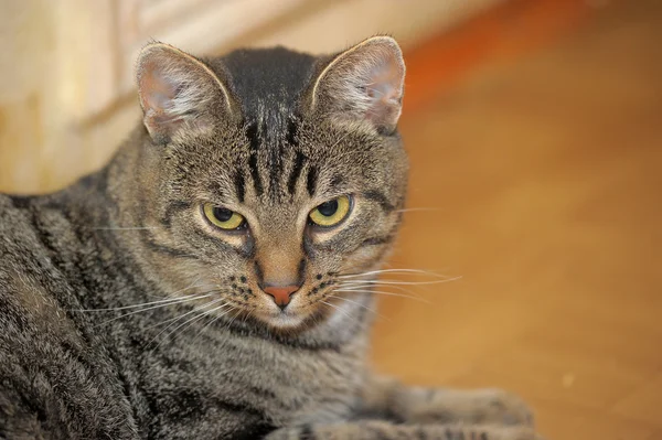 Tekir kedi portre — Stok fotoğraf