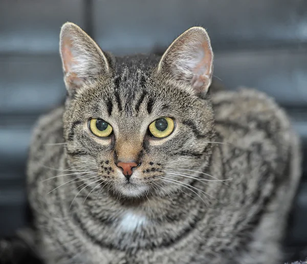 Portrét mourovatá kočka — Stock fotografie
