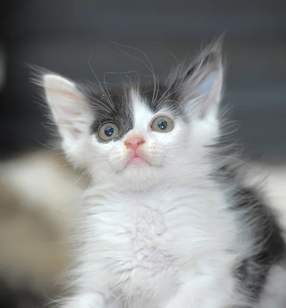 Gatinho assustado — Fotografia de Stock