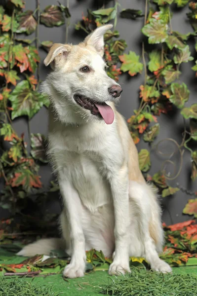 O cão descansa contra uma grama decorativa — Fotografia de Stock