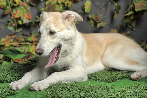 Hond ligt tegen een decoratieve gras — Stockfoto