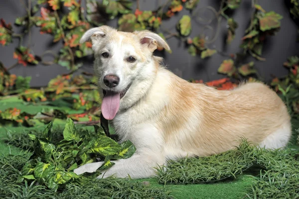 O cão descansa contra uma grama decorativa — Fotografia de Stock