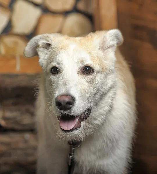 Mixed breed dog — Stock Photo, Image