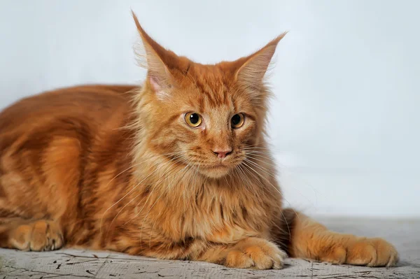 Red classic tabby Maine Coon cat — Stock Photo © evdoha #31088653