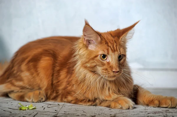 赤い古典的な平織りメインクーン猫ネコ — ストック写真