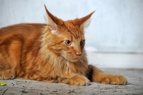 Red classic tabby Maine Coon cat — Stock Photo, Image