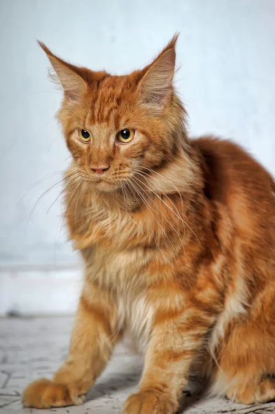 Vermelho clássico tabby Maine Coon gato — Fotografia de Stock