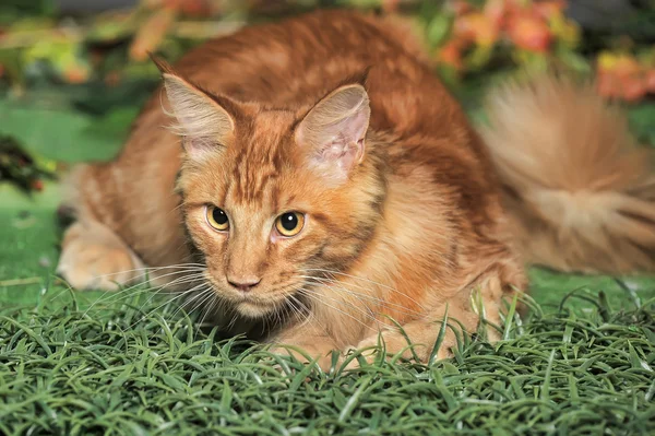 Rojo clásico tabby Maine Coon gato —  Fotos de Stock
