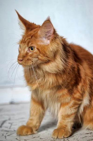 Rojo clásico tabby Maine Coon gato —  Fotos de Stock
