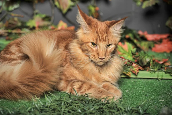 สีแดง คลาสสิค tabby Maine coon cat — ภาพถ่ายสต็อก
