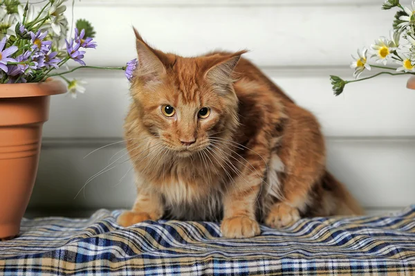 赤い古典的な平織りメインクーン猫ネコ — ストック写真