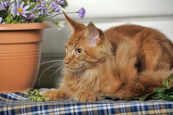 Kırmızı klasik tekir maine coon kedi — Stok fotoğraf