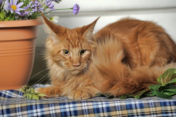 Kırmızı klasik tekir maine coon kedi — Stok fotoğraf