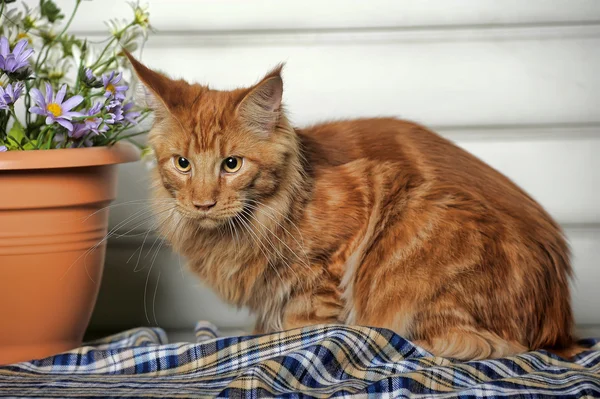 Rojo clásico tabby Maine Coon gato — Foto de Stock