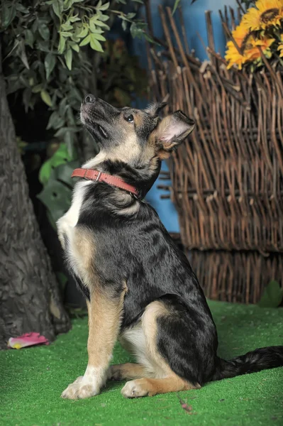 Mesties puppy hondje in een bruine kraag — Stockfoto