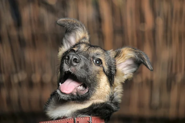 Half-breed puppy dog in a brown collar — Stock Photo, Image