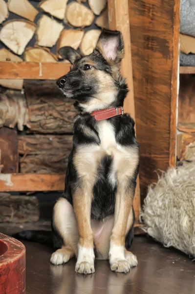 Cão de cachorro mestiço em uma coleira marrom — Fotografia de Stock