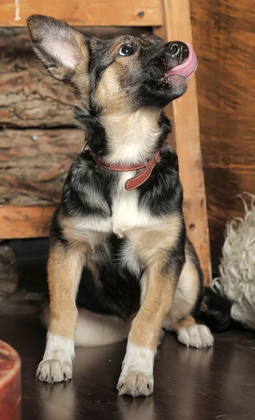 Cão de cachorro mestiço em uma coleira marrom — Fotografia de Stock