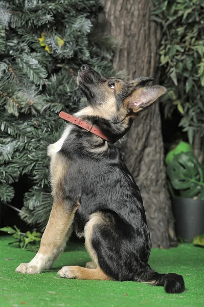 Mesties puppy hondje in een bruine kraag — Stockfoto