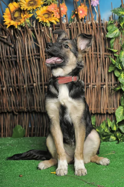 Chien chiot métis dans un collier brun — Photo