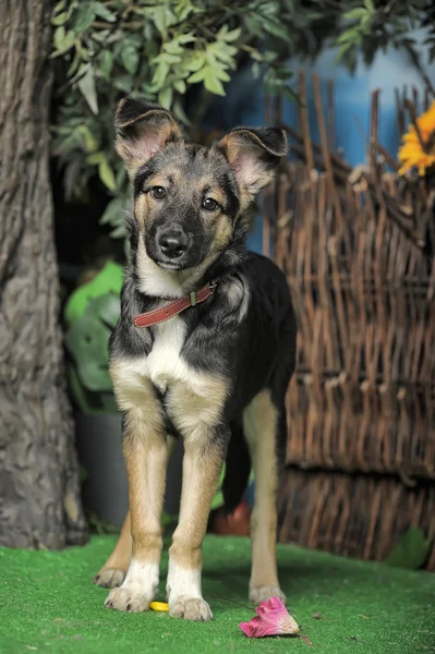 Cão de cachorro mestiço em uma coleira marrom — Fotografia de Stock