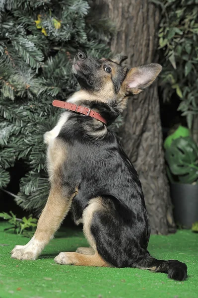Half-breed puppy dog in a brown collar — Stockfoto