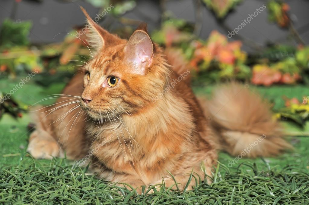 Red classic tabby Maine Coon cat — Stock Photo © evdoha 31092121