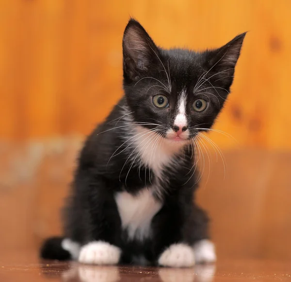 Retrato de um gatinho preto e branco — Fotografia de Stock