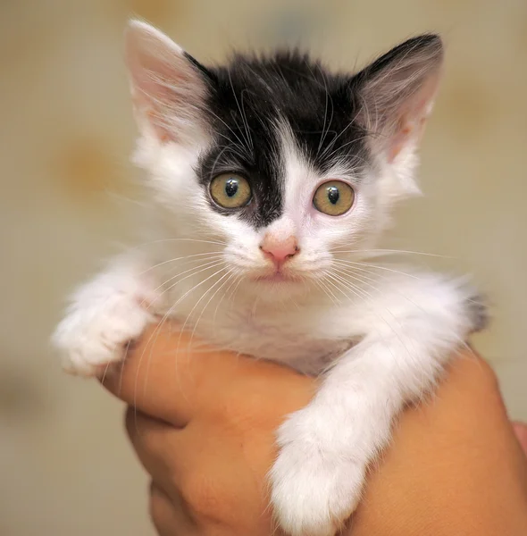 Portrait of a black and white kitten — Stock Photo, Image