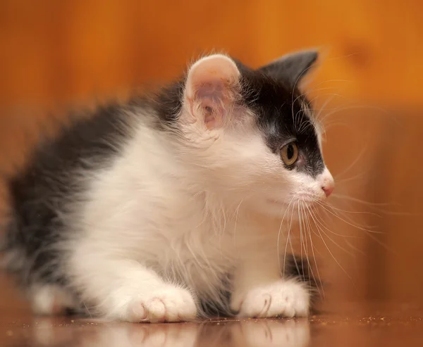 Retrato de um gatinho preto e branco — Fotografia de Stock