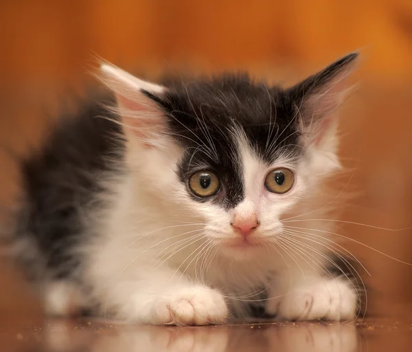 Портрет черно-белого котенка — стоковое фото