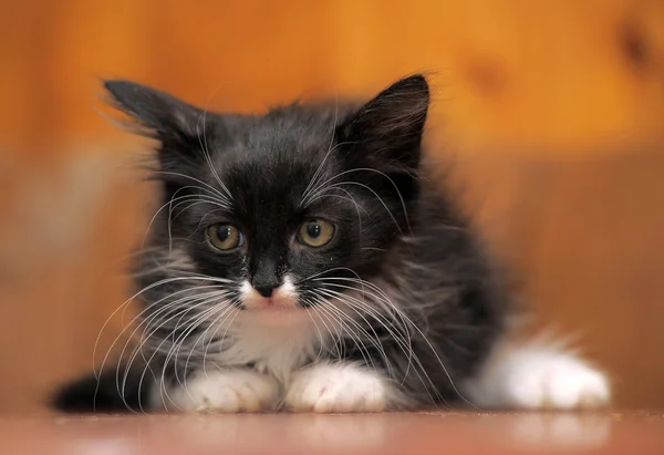 Портрет чорно-білого кошеня — стокове фото