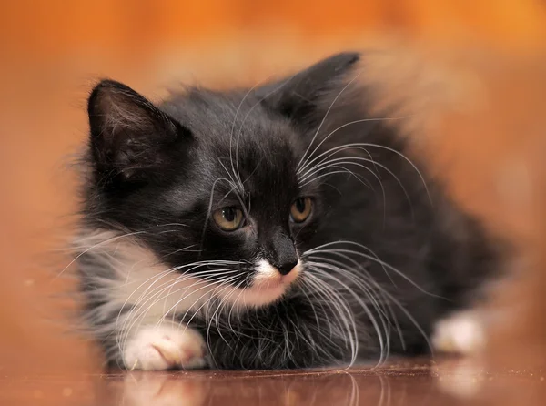 Porträt eines schwarz-weißen Kätzchens — Stockfoto