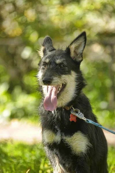 混血のテリア犬の散歩に緑の背景 — ストック写真