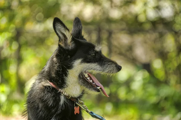 Cão terrier de mestiço em um contexto da verdura no passeio — Fotografia de Stock