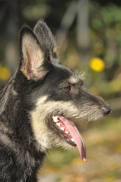Melez terrier köpek yürüyüşte yeşil bir arka plan üzerinde — Stok fotoğraf