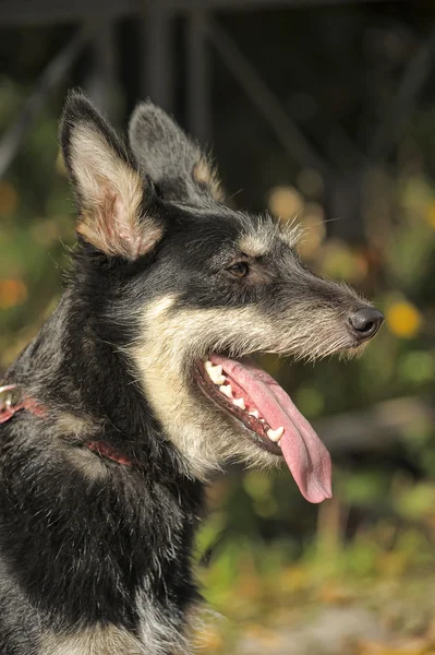 Halvblods terrier hund på en bakgrund av grönska på promenad — Stockfoto