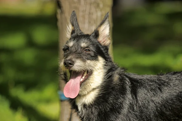 Cane di terrier di mezzosangue su uno sfondo di verde su passeggiata — Foto Stock