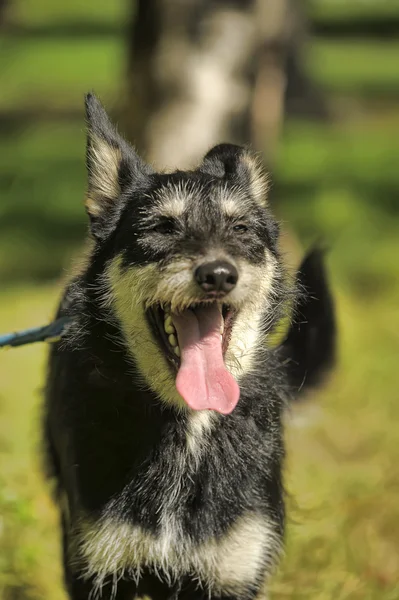 Cane di terrier di mezzosangue su uno sfondo di verde su passeggiata — Foto Stock