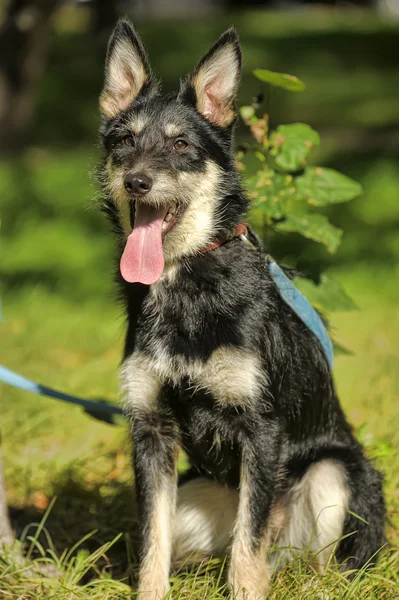 Perro terrier mestizo en un fondo de vegetación en el paseo — Foto de Stock