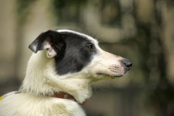 Weißer Hund mit schwarzen Flecken auf der Natur — Stockfoto