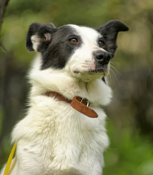 Chien blanc avec des taches noires sur la nature — Photo