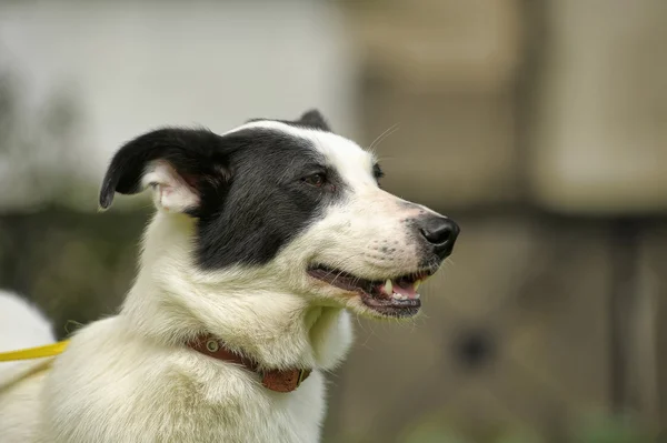 Biały pies z czarnymi plamami na charakter — Zdjęcie stockowe